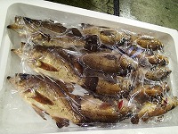クロメバル