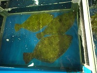 ヒラメ