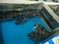 イシダイ