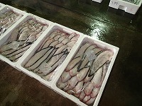 クロウシノシタ