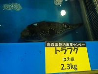 トラフグ