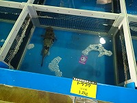 トラフグ