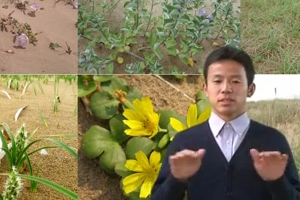 砂丘植物～手話による鳥取砂丘ガイド～の動画