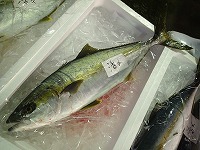 活〆ヒラマサ