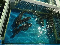 イシダイ