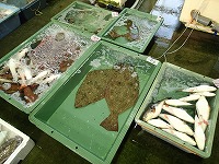 小型底びき網の活魚