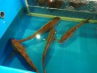 マダイ