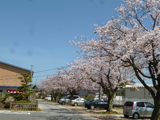 桜並木の画像