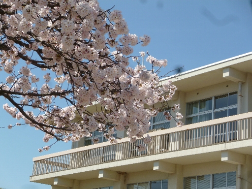 桜の画像