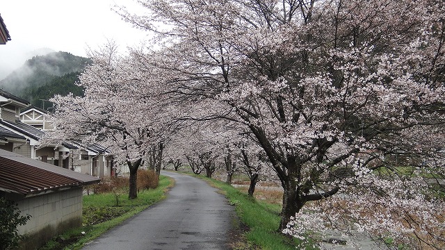 桜のゲート