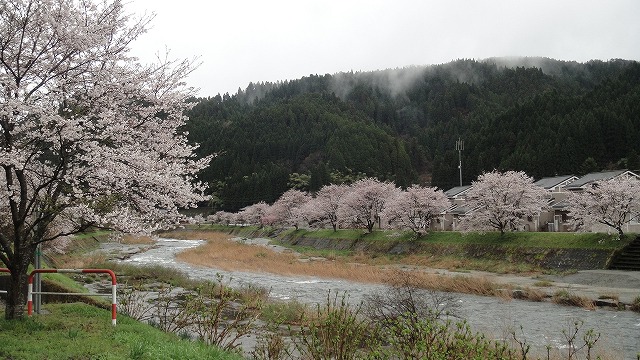 多里の桜遠景