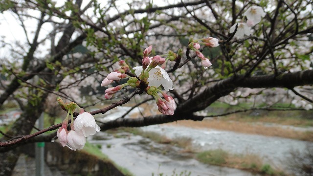 この桜はまだつぼみです