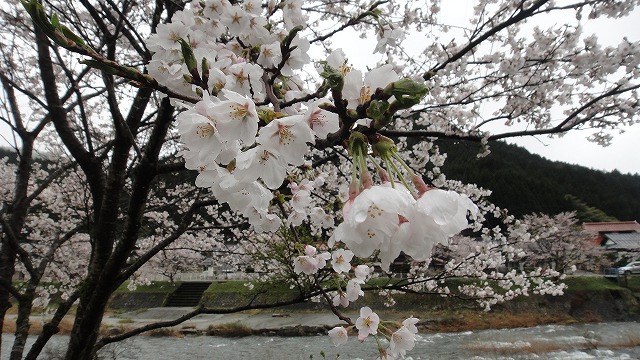 満開の桜