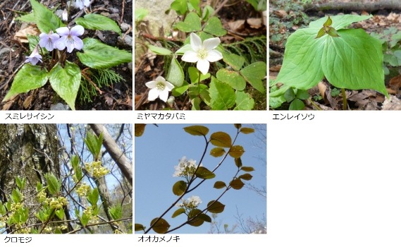 春の花