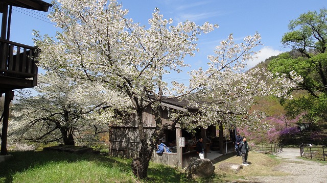 大島桜