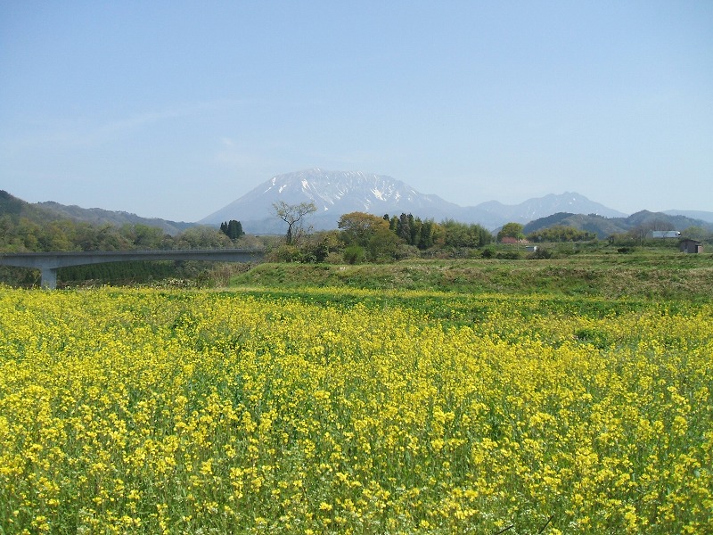 江府町のナタネ