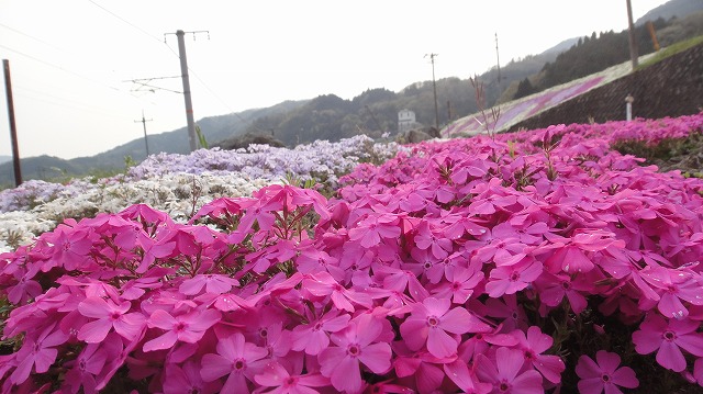 芝桜アップ