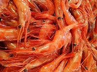 ホッコクアカエビ（甘えび）
