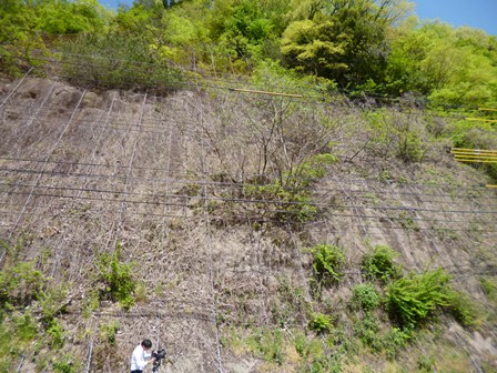 トビが入り込んだ落石防止ネット