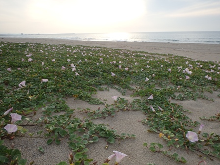 海岸