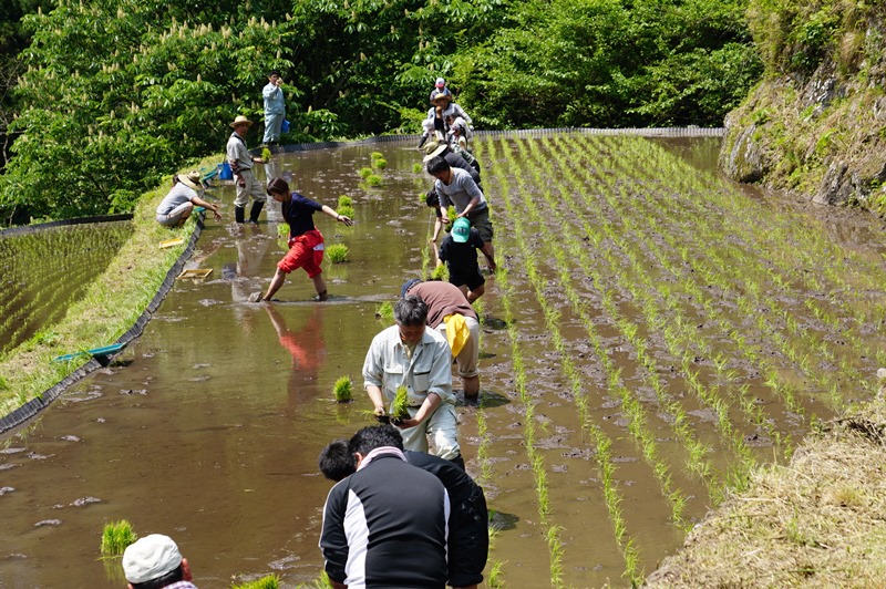 棚田で田植えその６