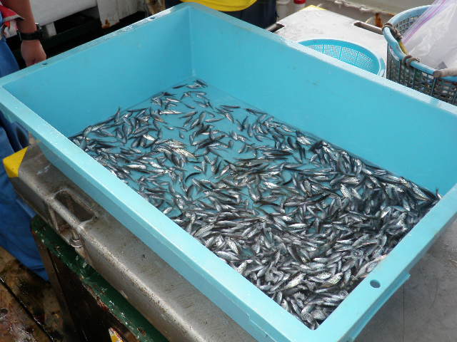 アジの稚魚2