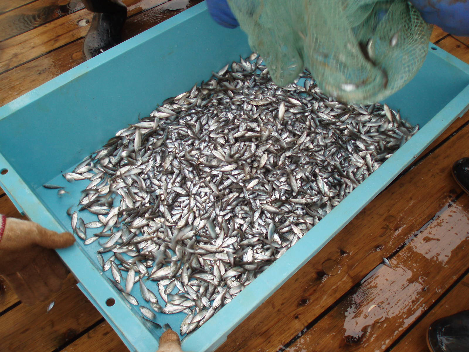 アジの稚魚