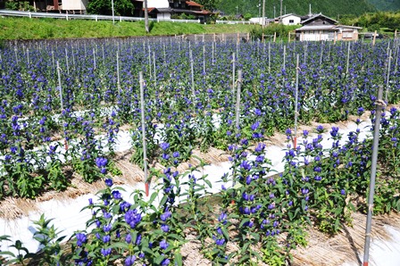 リンドウ栽培ほ場