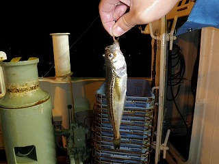 サビキによるハタハタ釣獲