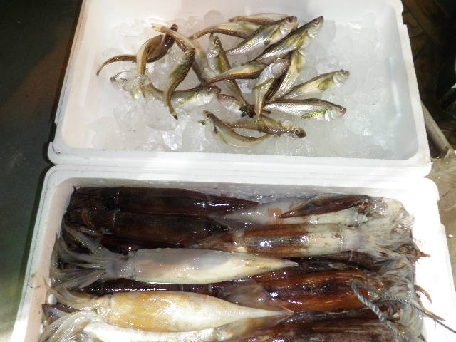ハタハタ及びイカ