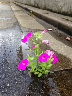 サフィニアの花