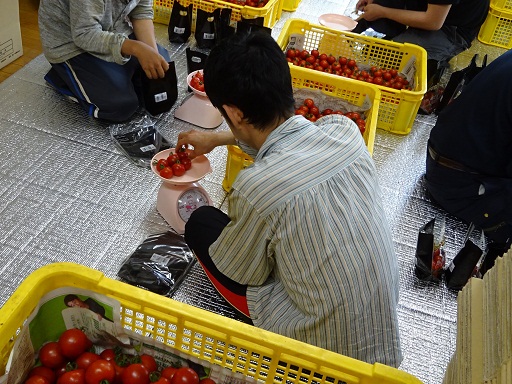 トマト出荷準備