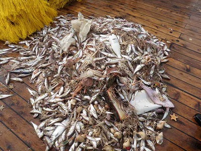 漁獲物
