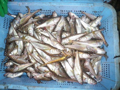 ハタハタ