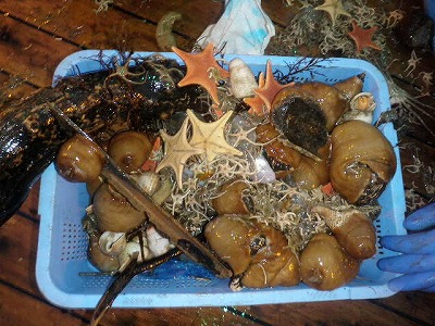 ゴミ類