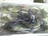 ウマズラハギ