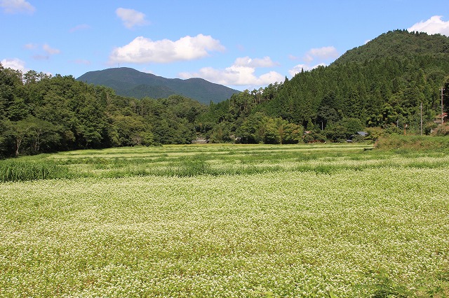 そばの花