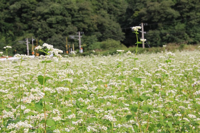 そばの花