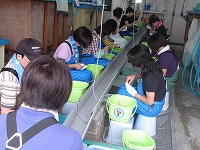 鰭抜去