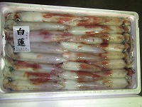 シロイカ