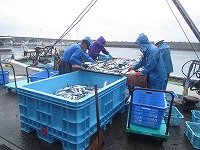 定置網の水揚げ