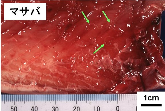 アニサキス写真2