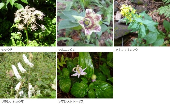 9月中旬の花