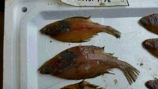ソウハチ
