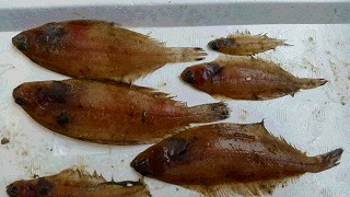 ヤナギムシガレイ