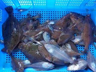 カレイ仕分け