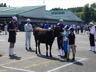 畜産共進会写真４